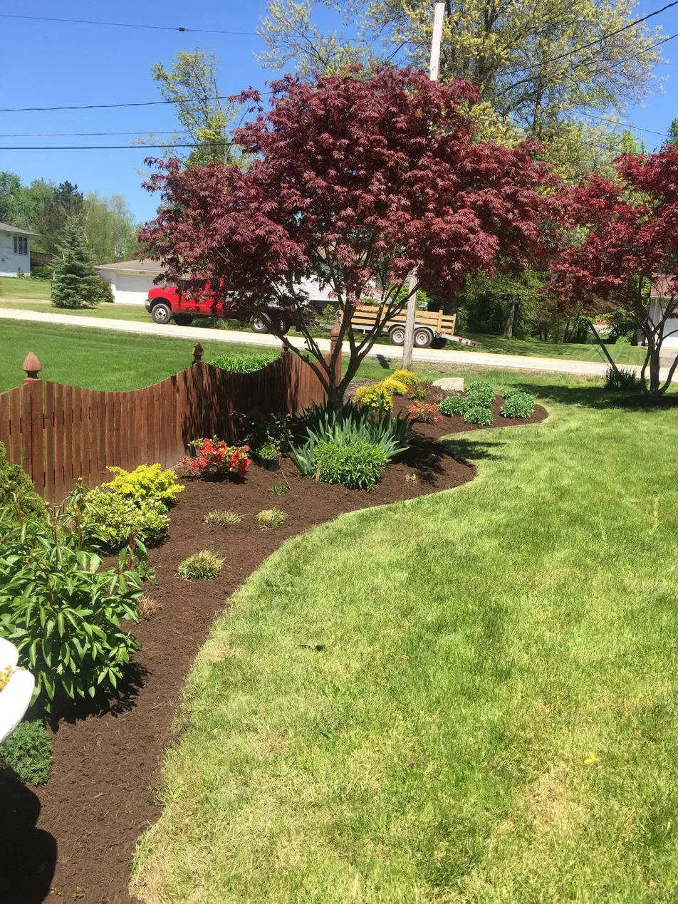 Japanese maple feature bed with curved mulch edging